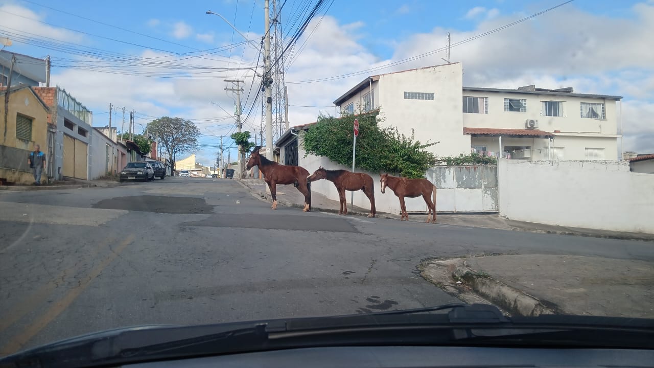 Imagem 1 da denúncia #VS-2026-31345