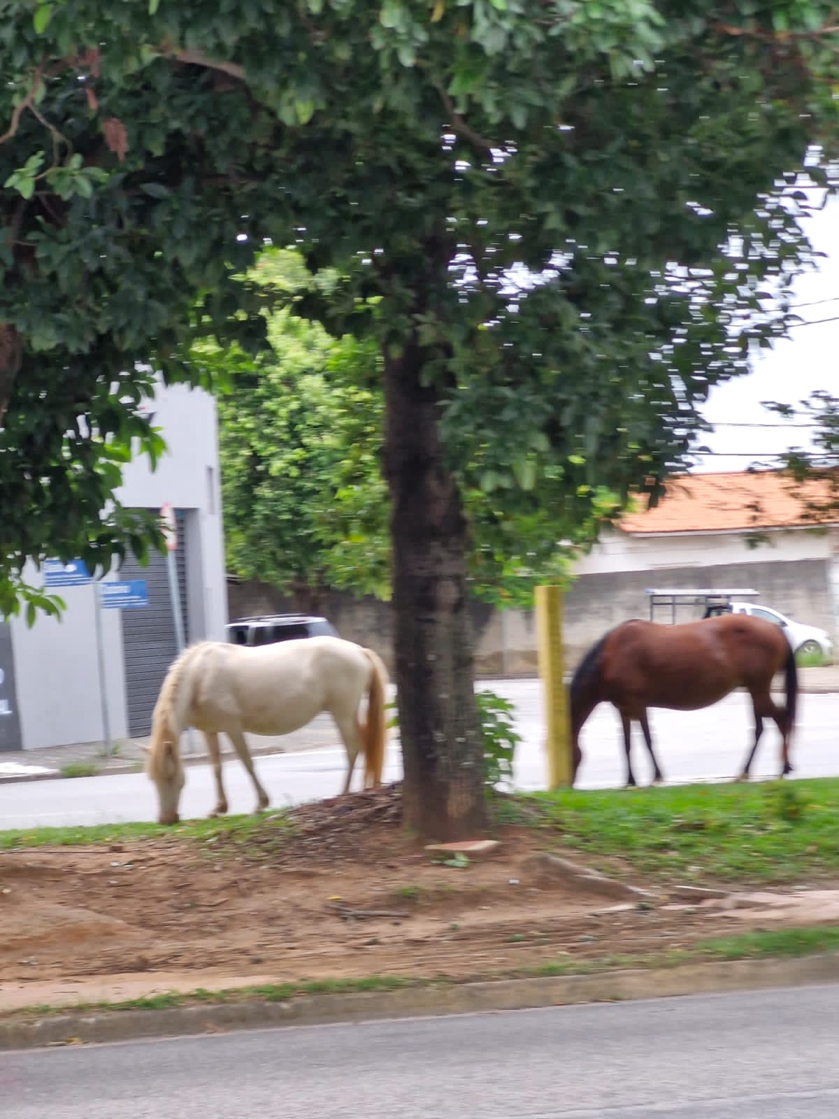 Imagem 1 da denúncia #VS-2026-42694