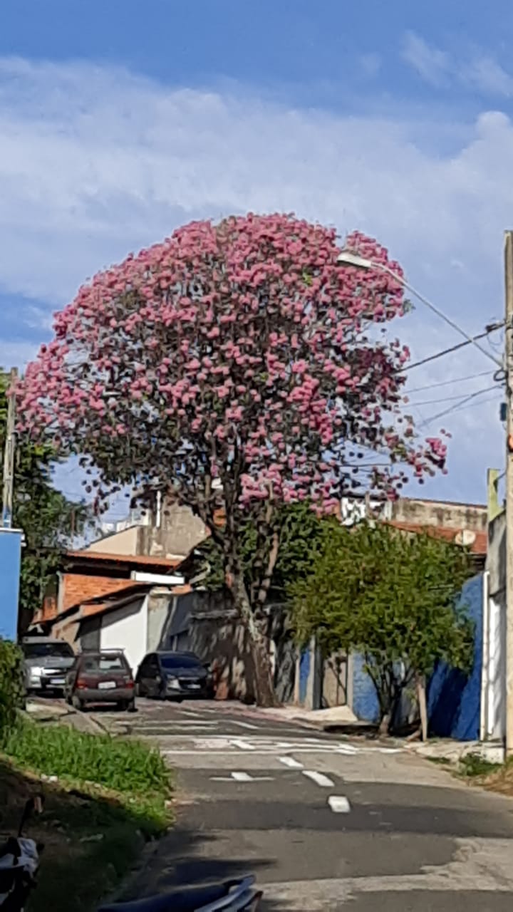 Imagem 3 da denúncia #VS-2026-43761