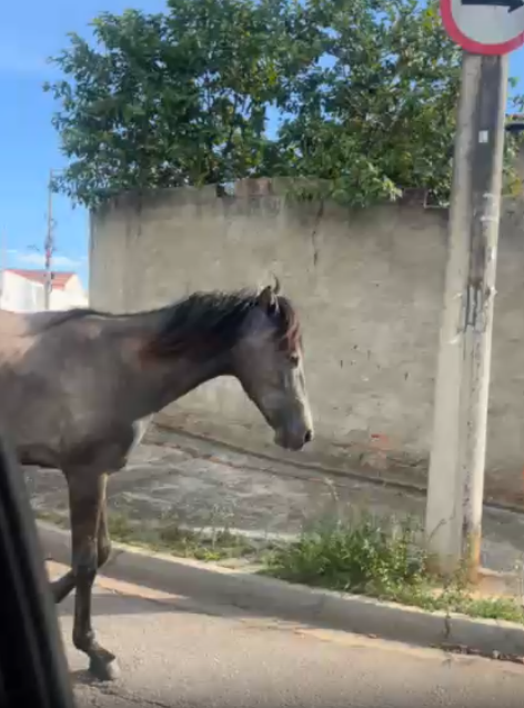 Imagem 1 da denúncia #VS-2026-50844