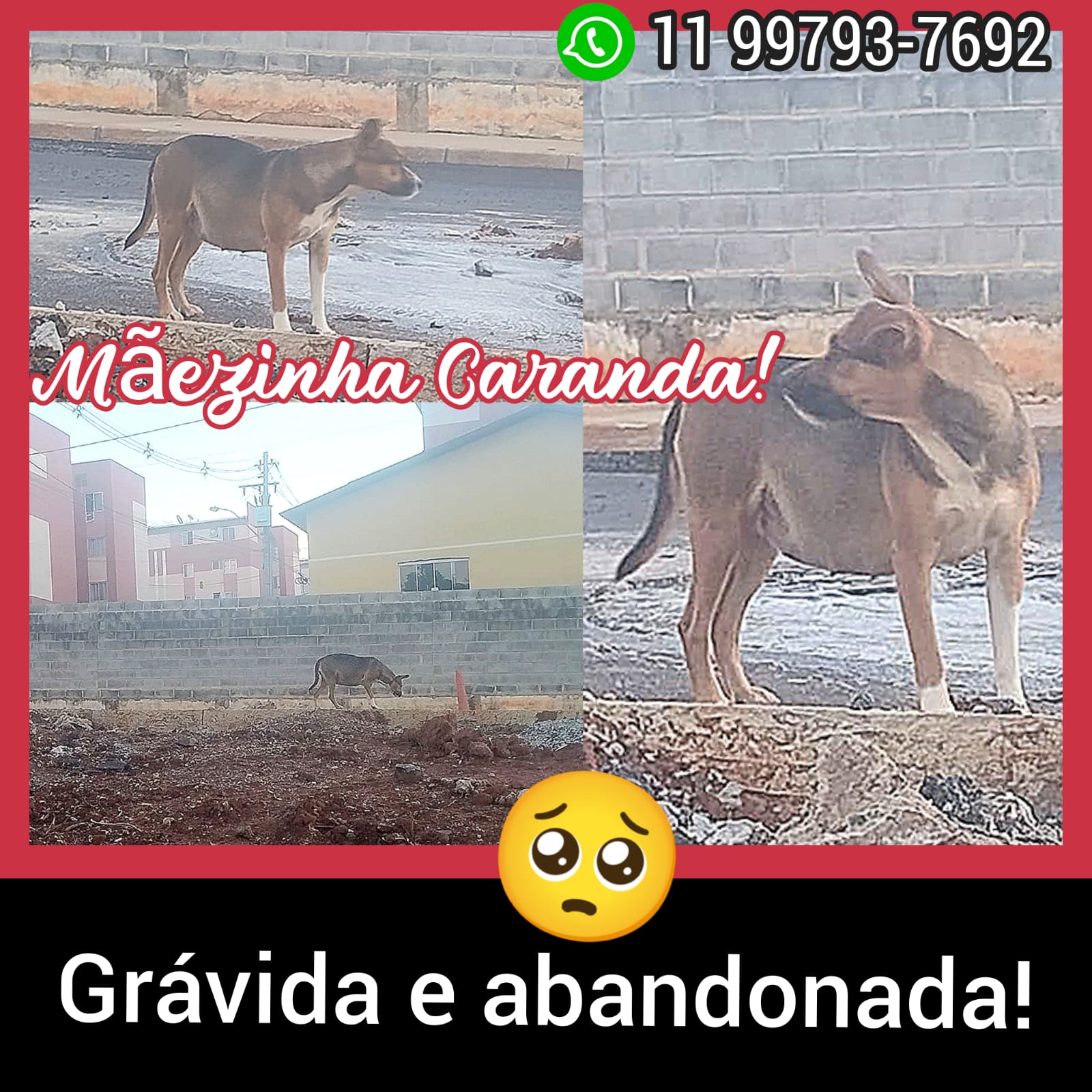 Imagem 1 da denúncia #VS-2026-69385