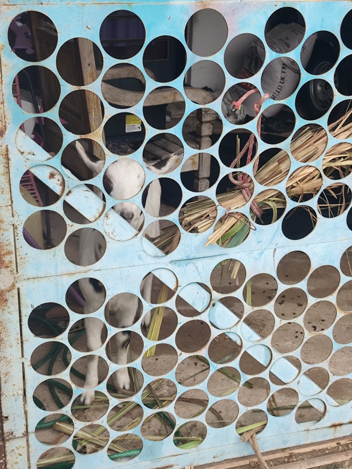Imagem 1 da denúncia #VS-2026-70537