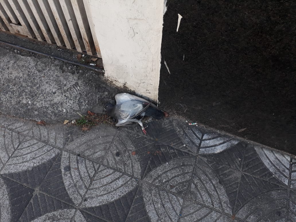 Imagem 1 da denúncia #VS-2026-72342